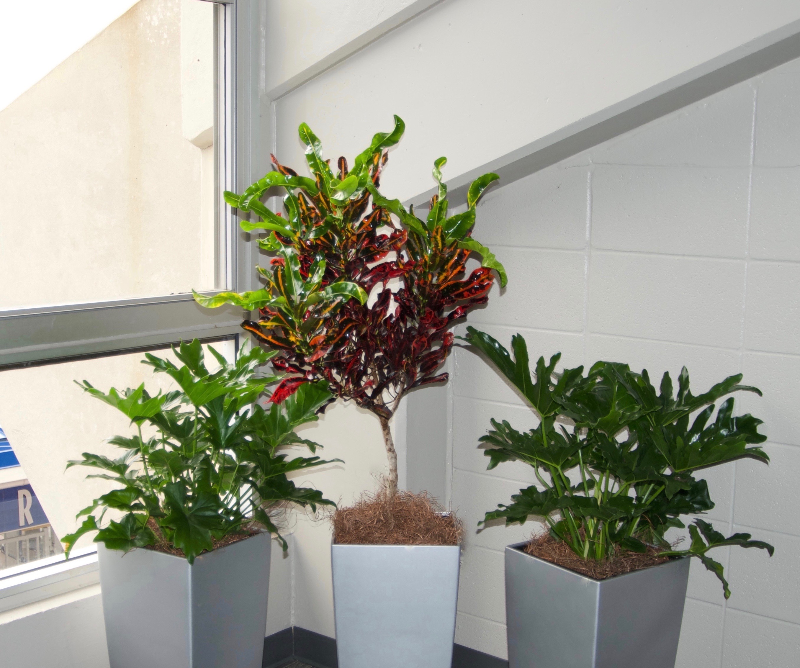 rental plants Interiorscapes, Inc