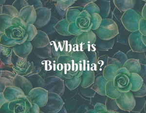 What is Biophilia | Interiorscapes, Inc